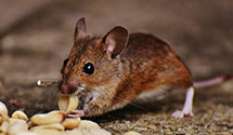 24 Hour & Emergency Exterminators in Courtland, CA